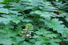 Acanthus mollis